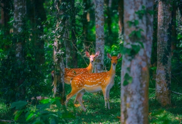 Phongnha Discovery Tours